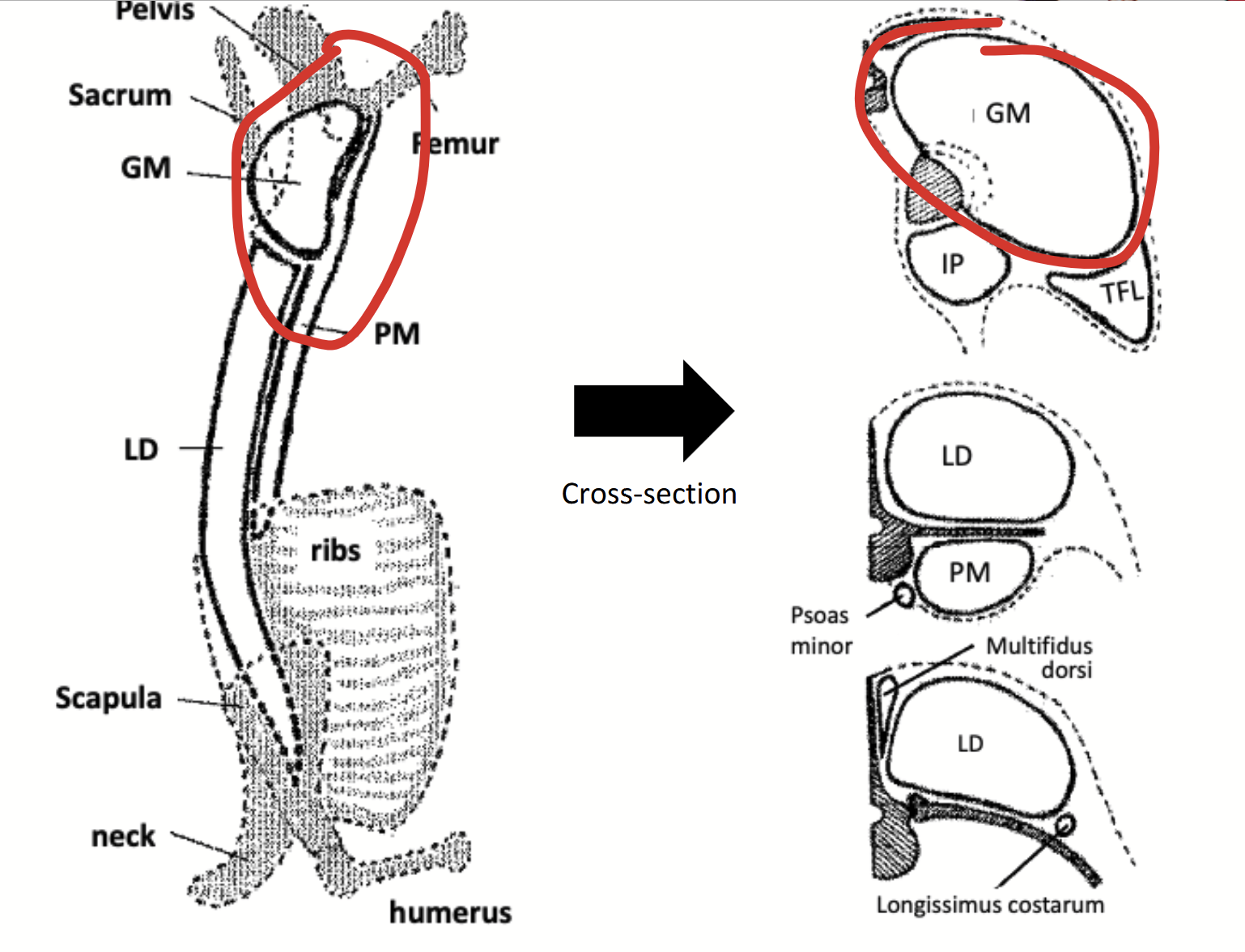 <p>Muscle located laterally in meat animals. Covers the lateral face of the ilium and appears as the large muscle area in sirloin steaks and chops.</p><p>From lateral to medial, there are three layers of muscles:</p><ol><li><p>Gluteus medius</p></li><li><p>Gluteus accessorius</p></li><li><p>Gluteus profundus</p></li></ol><p></p>