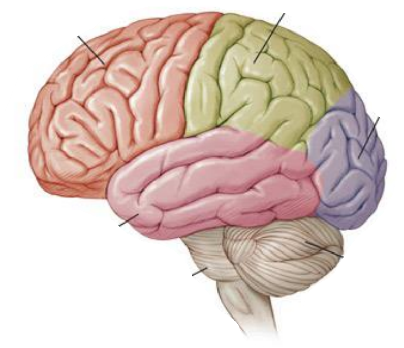 <p>what lobes are shown here?</p>