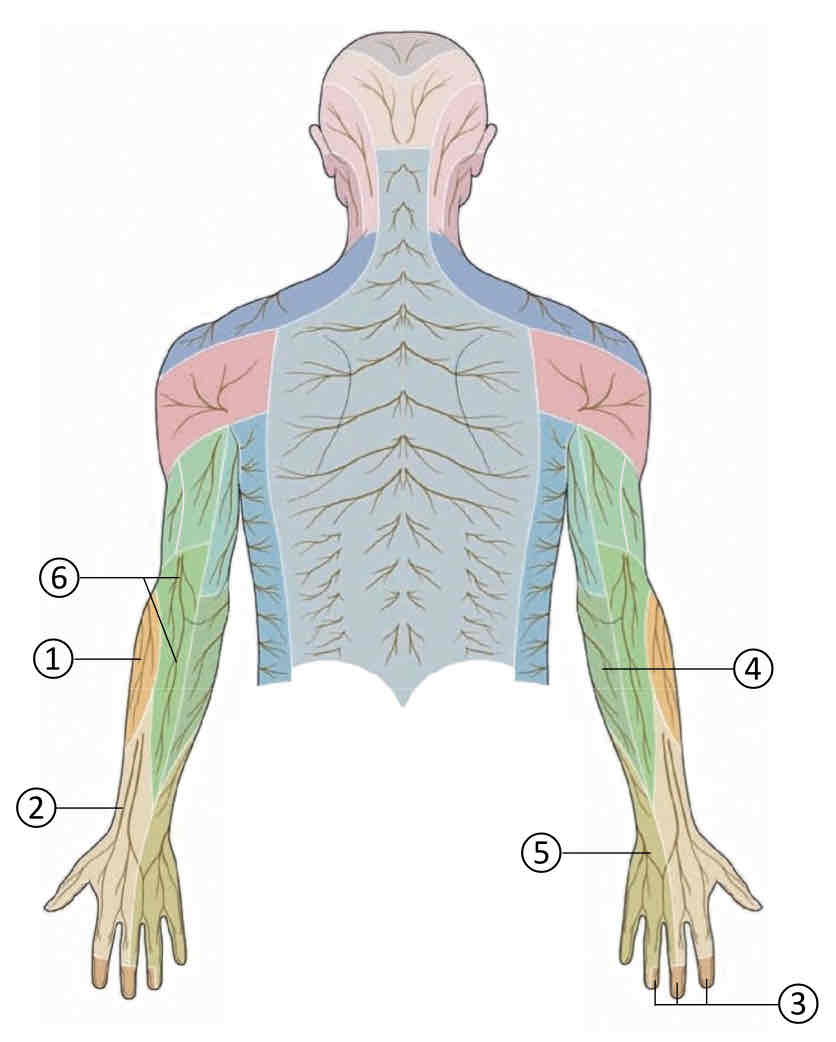 <p>Medial cord of brachial plexus</p>