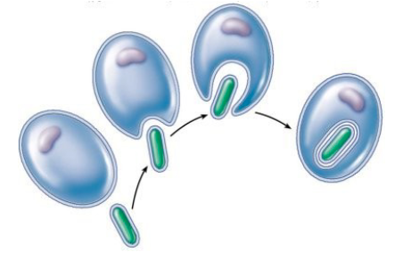 <ul><li><p>mitochondria + chloroplasts have a double membrane layer → inner membrane is the original membrane (got engulfed)</p></li><li><p>mitochondria + chloroplasts have their own separate DNA</p><ul><li><p>in animals, mitochondria in inherited from mother, as sperm only gives DNA</p></li></ul></li></ul><p></p>