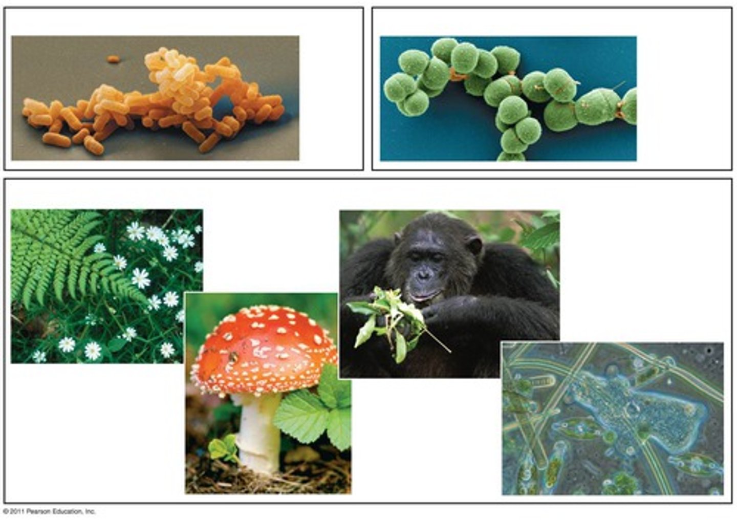 <p>all living organisms</p>