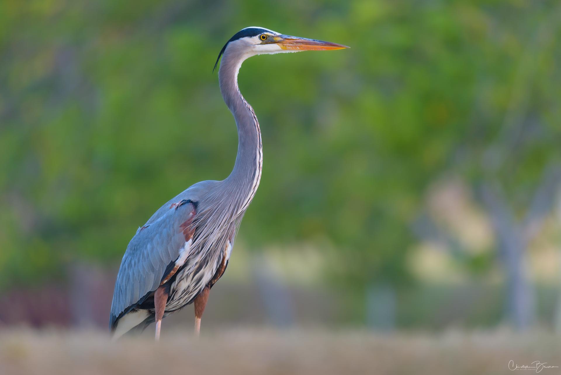 Great  Blue Heron