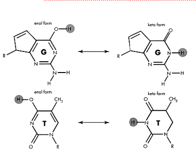 <p>Base Tautomerization: </p><p><span>•Tautomers are structural______with the same chemical formula</span></p><p><span>•_____–____and ____–_____tautomerization is common in nucleotide bases</span></p>