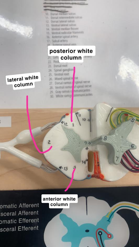 <p>Anterior White Column</p>