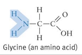 <p>Acts as a base - tends to attract a protein to form: </p><p>    H</p><p>H-N-R</p><p>    H</p>