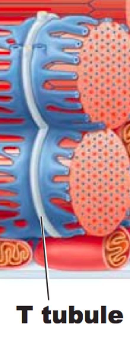 <p>Depolarisation spreads through the T-tubules.</p>