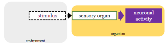 <p>converting the stimulus into the nervous system ‘language’ i.e. neuronal activity</p><p>(each sensory organ deploys a specific mechanism to transform chemical or physical attributes of stimuli to neuronal activity)</p>