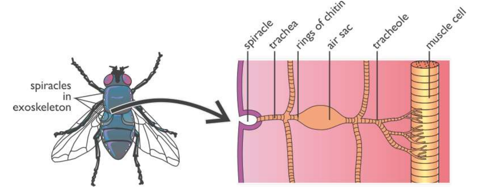 <ul><li><p><strong>Spiracles</strong>: openings on the body’s surface</p></li><li><p><strong>Tracheae</strong>: large tubes extending through all body tissues, supported by rings of chitin</p></li><li><p><strong>Tracheoles</strong>: smaller branches dividing off the tracheae, delivering oxygen directly to cells</p></li></ul><p></p>
