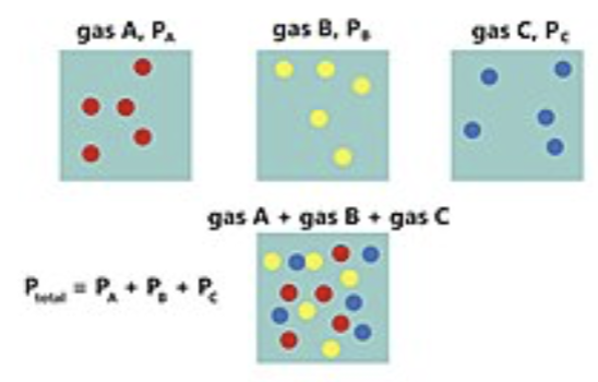 <p><strong>Total pressure exerted by a mixture of gases is the SUM of pressures exerted by <u>each</u> gas in the mixture</strong></p><ul><li><p>TELLS US WHICH DIRECTION GASES GO (FROM HIGH TO LOWER PRESSURE) </p></li></ul><p></p>