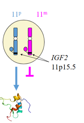 <p>Paternal</p><p>The Maternal Allele is “Imprinted” (shut down)</p>