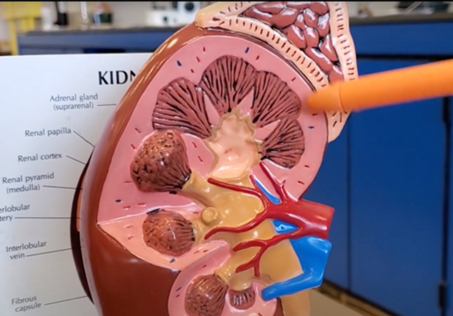 <p>outer layer of the kidney</p>