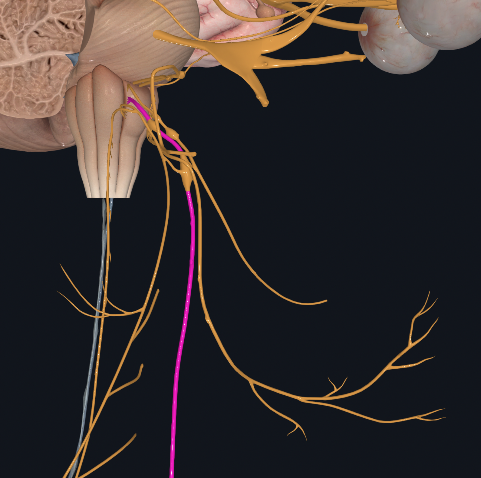 <p>Efferent output for skeletal muscles of pharynx (throat) and larynx (voice box) and for smooth muscle and glands of thoracic and abdominal organs and for cardiac muscle of heart</p><p>Afferent input for thoracic and abdominal organs, blood pressure monitoring</p>