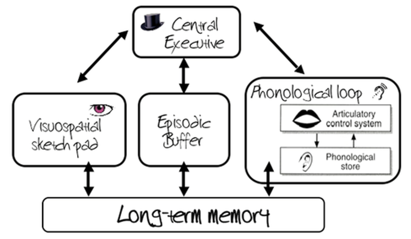 <p>Baddeley &amp; Hitch, 1974</p><p>= believed memory is not just a single store but is composed of a number of different stores</p><p>e.g., 2 visual tasks are often performed poorer, however, 1 visual task and 1 verbal task are performed without interruption, suggesting there are multiple stores</p>