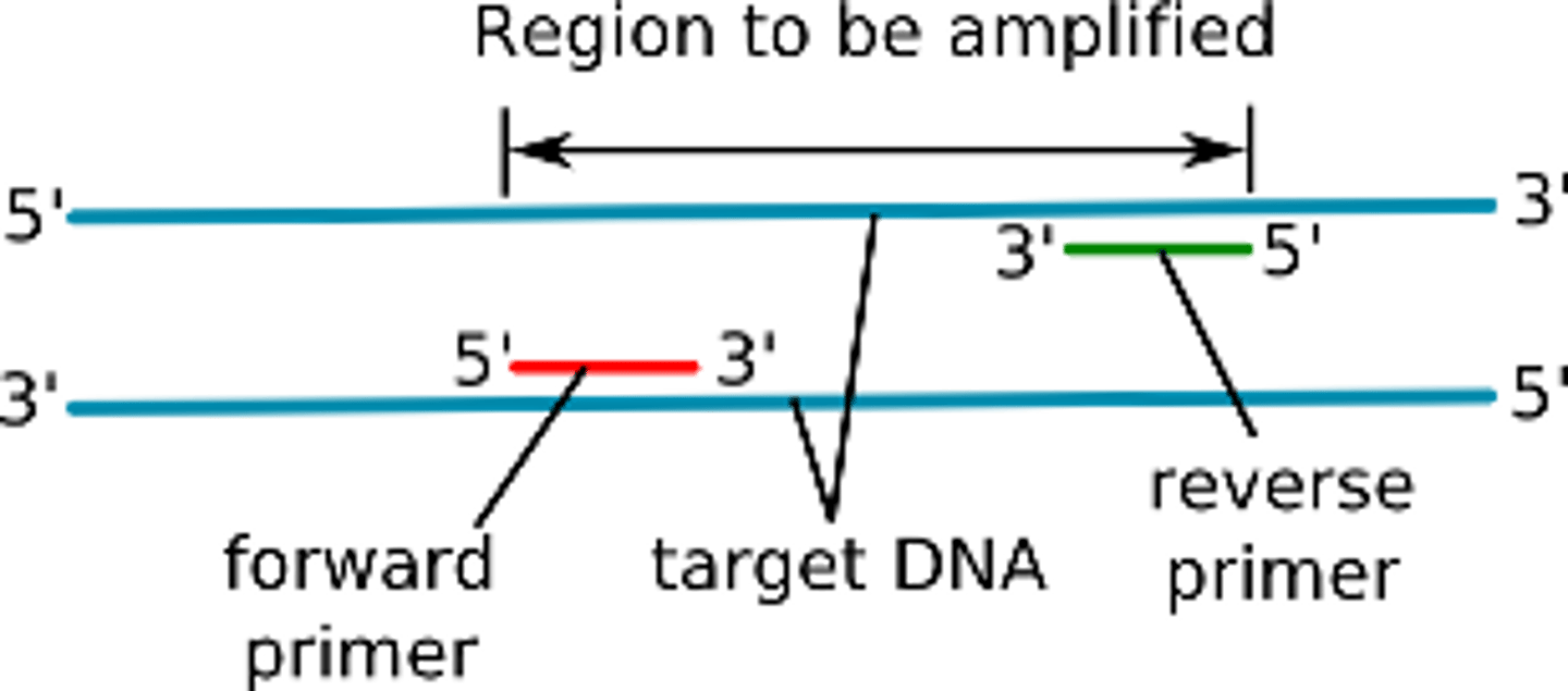 <p>A DNA primer that binds to the 3' end of the template strand and reads the DNA in the same direction as RNA polymerase.</p>