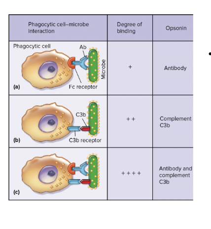 <p>Chemical Barriers: Complement system</p>