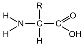 <ul><li><p>Contains an amino group (NH2)</p></li><li><p>Contains carboxylic acid group</p></li><li><p>Contains an R group</p></li></ul><p></p>