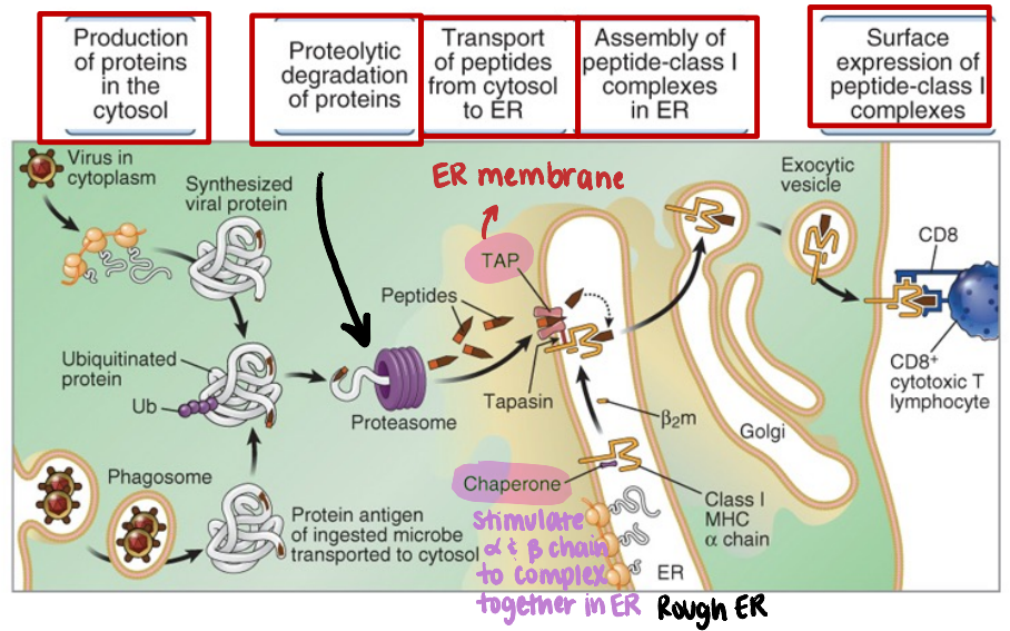 <ol><li><p>production of proteins (ex. viral proteins) in cytosol</p></li><li><p>proteolytic degradation of ubiquinitinated proteins (via proteasome in cytosol)</p></li><li><p>peptides transported from cytosol to rough ER (TAP1 &amp; 2)</p></li><li><p>complexes with MHC I <strong>in the ER</strong></p></li><li><p>peptide-MHC complex packaged into exocytic vesicles and expressed on surface</p></li></ol><p></p>