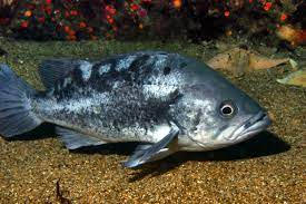 * 4 light colored patches at base of dorsal fin
* schoolers
