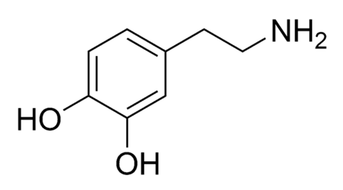 <p>a neurotransmitter that can have both excitatory and inhibitory effects and regulates motor behavior, motivation, pleasure, and emotional arousal</p>