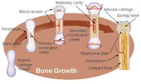 <p><strong>Formation of Bones:</strong></p><ol><li><p>Begin as cartilage in the womb</p></li><li><p>Ossification process</p></li><li><p>Requires mineral and vitamin absorption</p></li><li><p>Vitamin D aids in bone building</p></li><li><p>Calcium maintains bone strength</p></li><li><p>Continual replacement throughout adulthood</p></li><li><p>Malnutrition can severely affect bone health</p></li><li><p>Bone structure hardens with diet and exercise.</p></li></ol>