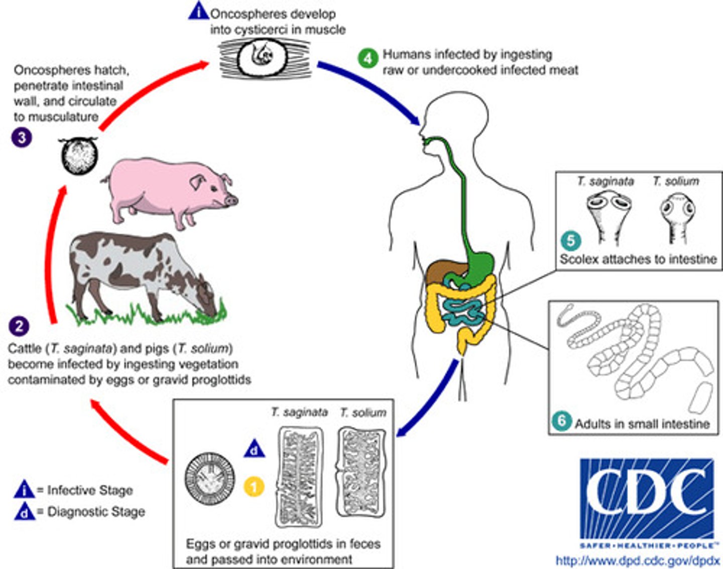 <p>Helminth (Cestode)</p><p>disease - cysticercosis</p><p>symptoms - infection of other organs with cysticercus</p><p>transmission - ingestion of cysticercus larvae in undercooked pork</p><p>specimen &amp; identification - microscopic examination of stool, immunoassay</p><p>pathogenic? - yes</p>