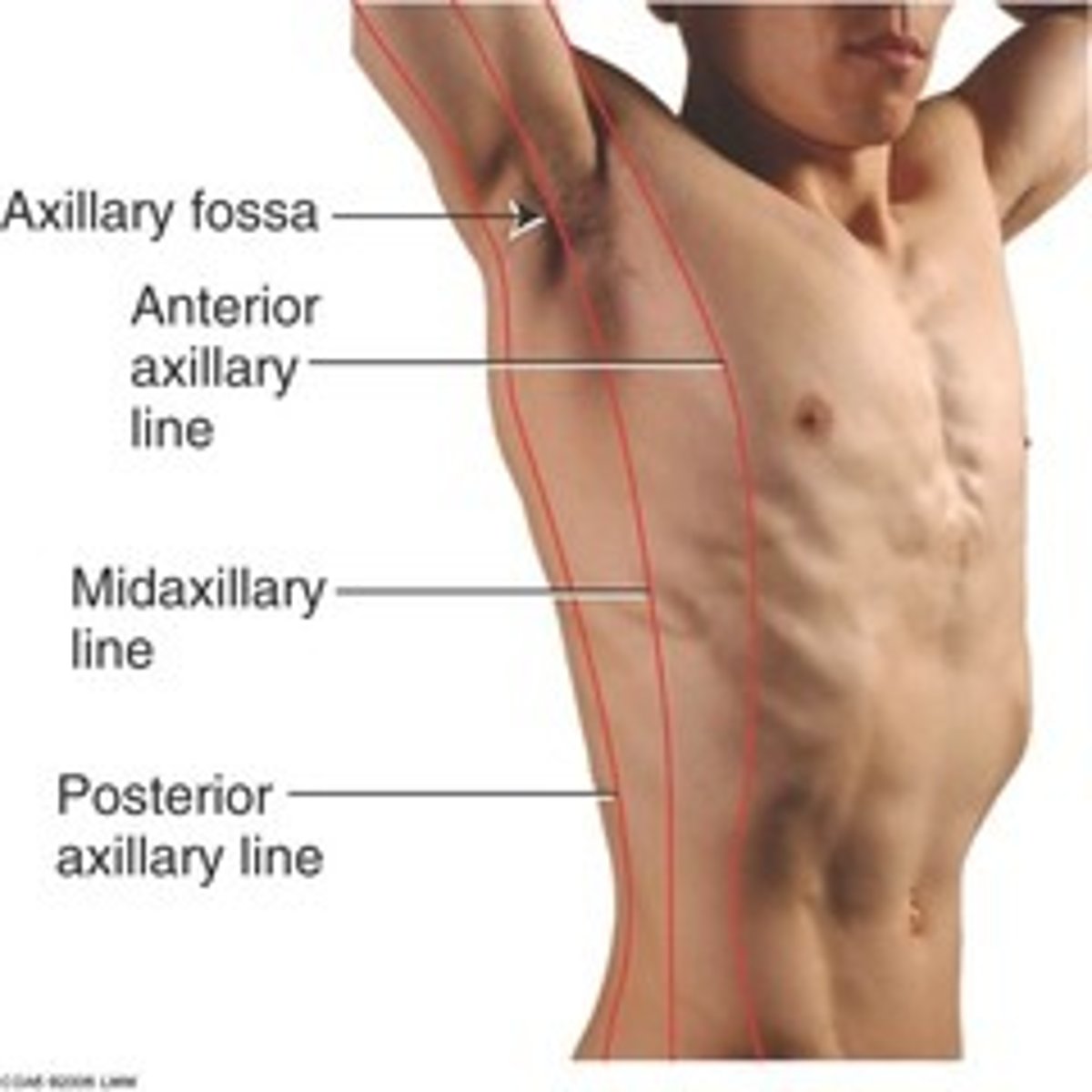 <p>Armpit</p>