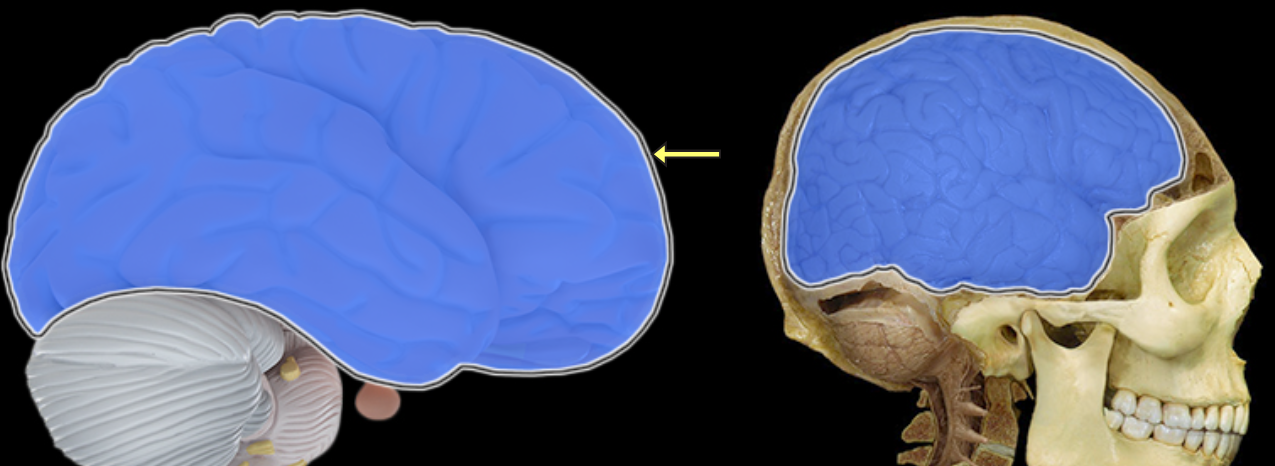 <p>Cerebrum</p>
