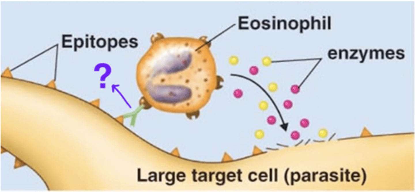 <p>Antibody class</p><p>Which antibody class(es) is/are involved in antibody-dependent cell-mediated cytotoxicity (ADCC)?</p>