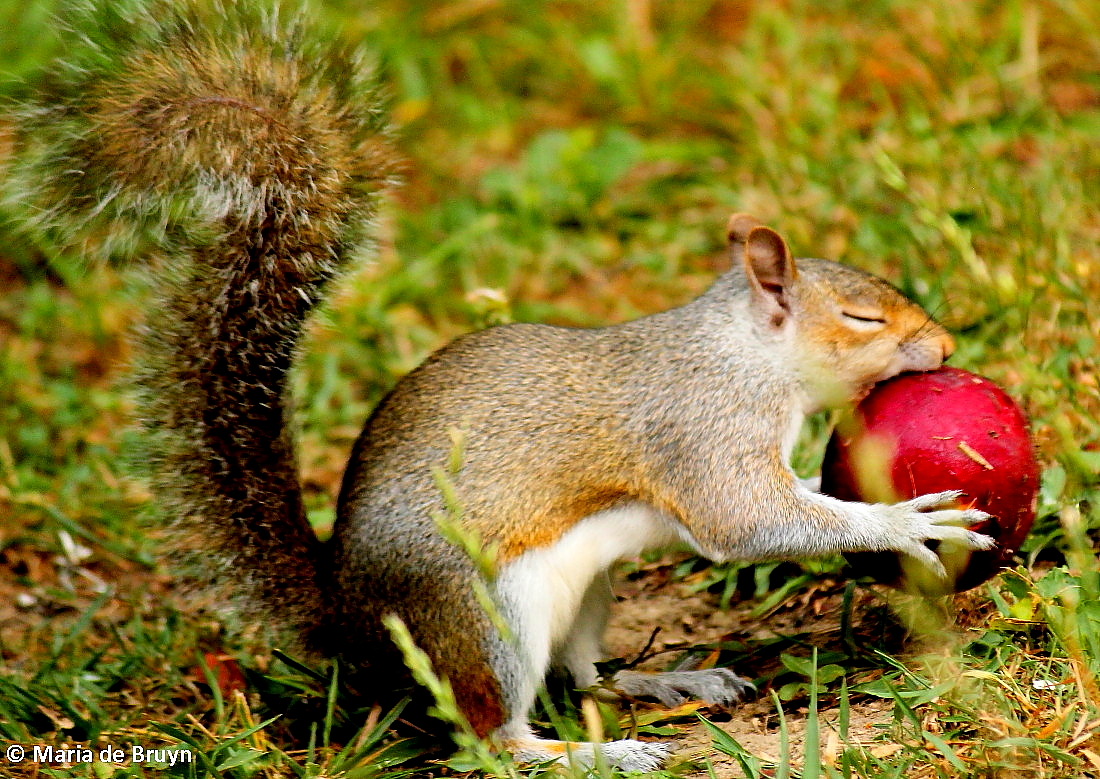 <p>Evolutionarily it is important because it makes sure that all fruit becomes ripe at the same time, so that when animals consume the fruit, they consume ALL of the fruit, benefiting seed dispersal.<br><br>Commercially, Farmers use artificial Ethylene gas to make sure that the fruit ripens more evenly when it is stored or transported.</p>