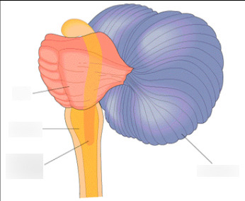 <p>consists of the medulla, pons, and cerebellum</p>