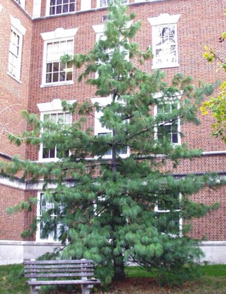 <p>Weeping needles, 5 per usually, 5-8” long</p>