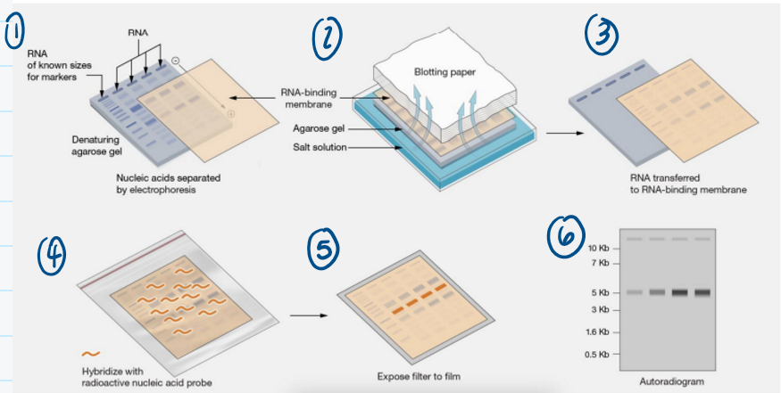 <ul><li><p>Begins with isolating RNA from cell, tissue, etc.</p></li><li><p>Then, RNA gets ran on an<strong> agarose gel</strong></p></li><li><p>Uses electrical current to transfer RNA onto RNA-binding membrane</p></li><li><p>Probe for whatever gene of interest</p></li><li><p>If mRNA is present, probe will bind and you expose filter to film</p><ul><li><p>The more intense the band is, the more the gene is expressed</p></li></ul></li></ul><p></p>