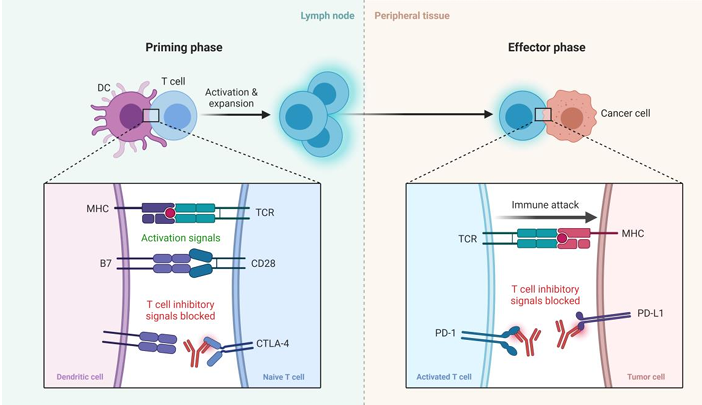 <ul><li><p>Abetacept is form of CTLA4. Because CTLA4 binds B7.1 and B7.2 with greater affinity than CD28, injection of Abetacept prevents T cells from receiving their costimulatory signal. Abetacept treats rheumatoid arthritis and prevent graft rejection.</p></li><li><p>Antibody against CTLA4 (Ipilimumab) which prevents binding to CD80 or CD86. This breaks tolerance and enhances CD28. Ipilimumab is approved for metastatic melanoma. It works by activating a strong immune response against neoantigens expressed by the cancerous melanocytes. </p></li><li><p>Anti-PD1 or anti PD-L1. PD1 is expressed by activated T cells, and like CTLA-4, delivers a negative signal to the T cells. PD-L1 can be expressed by the tumour cells and by macrophages in the tumour microenvironment.</p></li></ul><p></p>