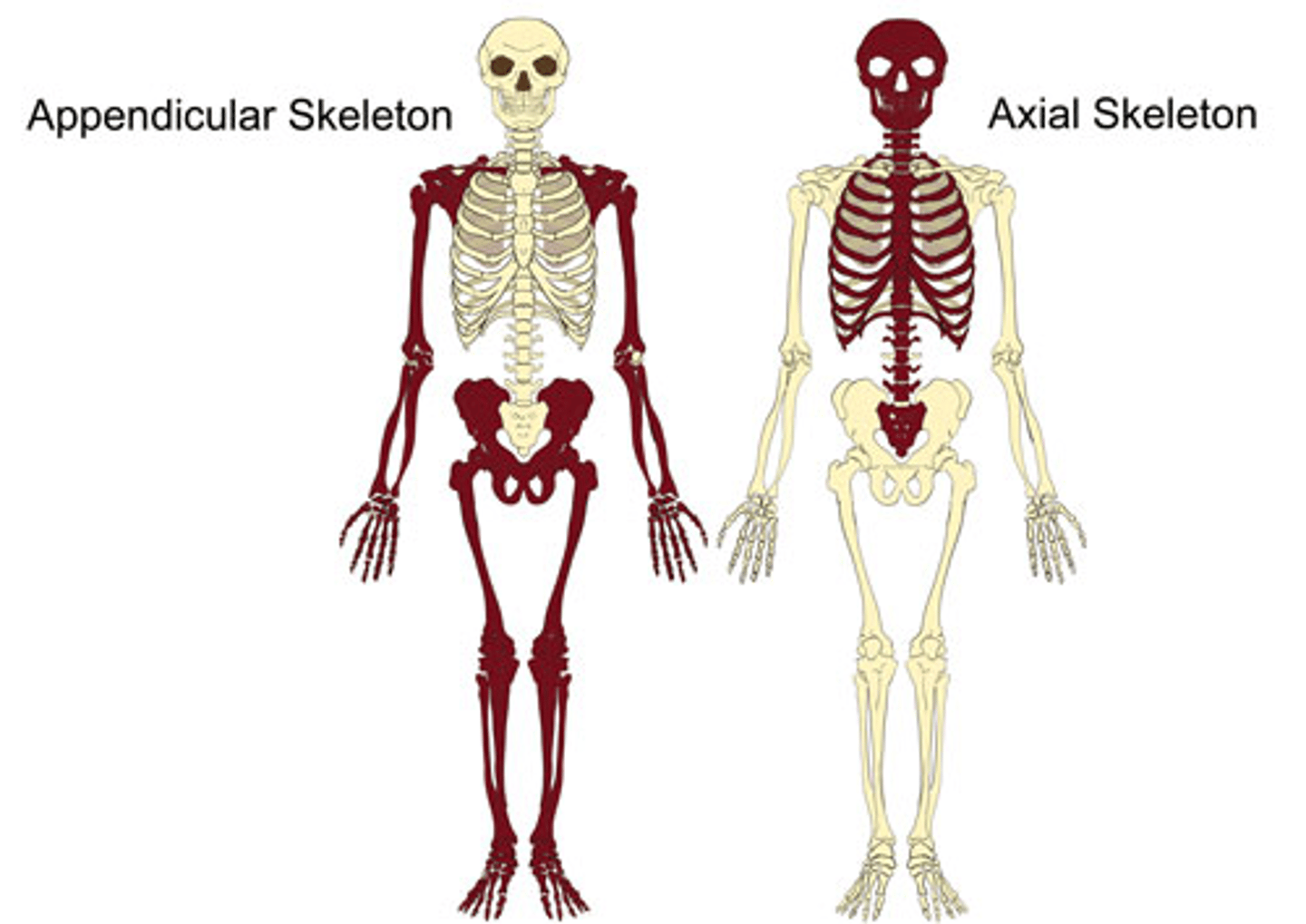 <p>Appendicular: limbs, girdles; Axial: skull, vertebral column, ribs, sternum</p>