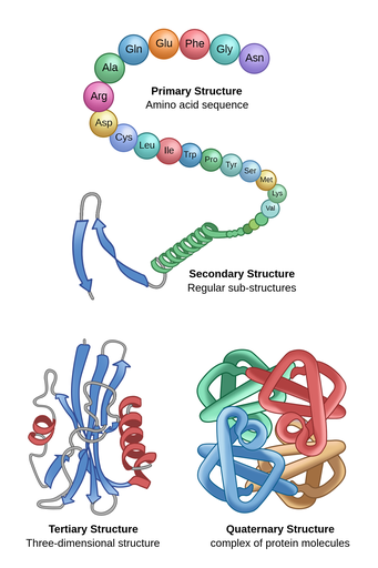 <p>proteins are polypeptide structures consisting of one or more long chains of amino acids (monomers). it has multiple different levels of structures.</p>