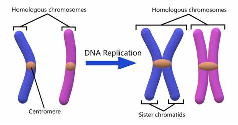 <p>DNA is replicated/copied exactly in the chromatin to make a second identical set of the DNA. This process takes up to 7 hours to complete and occurs around midway through interphase. These two identical chromosomes, called sister chromatids are joined at the centromere. Because new genetic material is synthesized during this phase, it is known as the synthesis or S phase.</p>