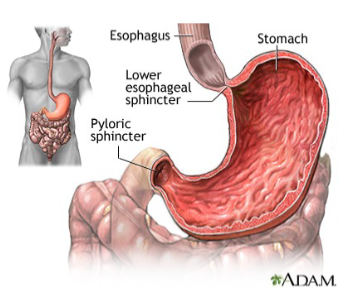 <ul><li><p>3 layers: longitudinal, circular, and oblique layer</p></li><li><p>a temporary storage tank that <strong>starts chemical breakdown of protein digestion</strong></p><ul><li><p>Converts bolus of food to paste-like <strong>chyme </strong>(bolus + gastric juice)</p></li><li><p>Empty stomach has ~50 ml volume but can expand to 4L</p></li><li><p>When empty, stomach mucosa forms many folds called <strong>rugae</strong></p><ul><li><p>helps stomach expand for larger meals</p></li></ul></li></ul></li></ul><p></p>