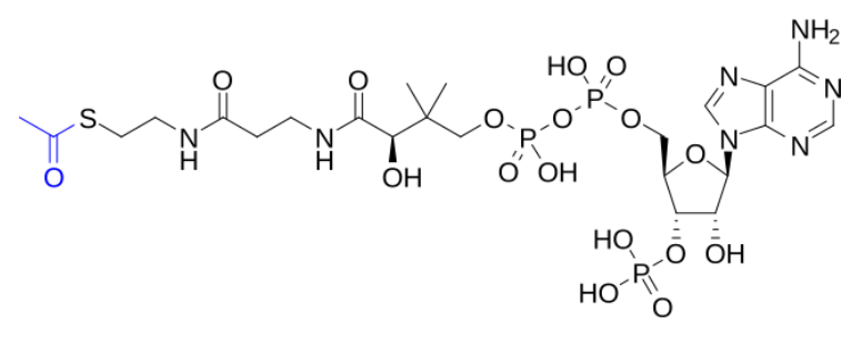 <p>true or false: Acetyl-CoA can cross the mitochondrial membrane directly. the protonated structure of acetyl-CoA is shown</p>