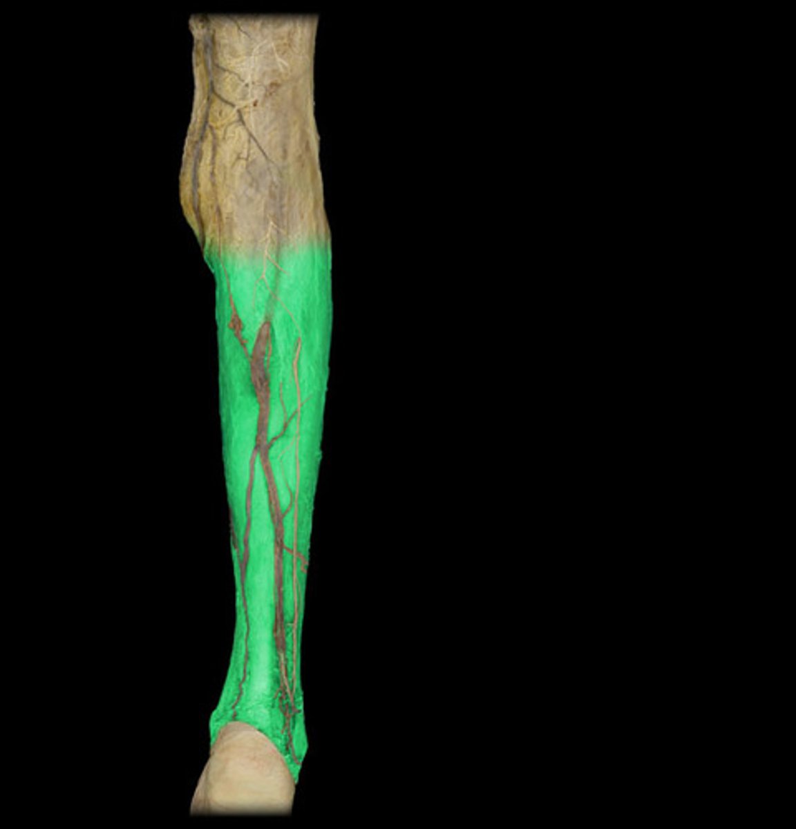 <p>-deep fascia</p><p>-continuous with fascia lata and attaches to anterior and medial borders of tibia and periosteum</p><p>-thick in proximal part of anterior aspect of leg--&gt; forms part of proximal attachments of underlying muscle</p>