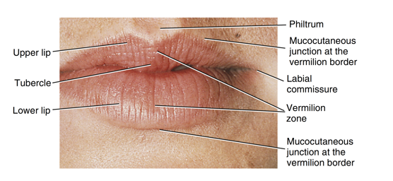 <ul><li><p>the area of the upper lip that has a slight groove located inferior to the nasal septum</p></li><li><p>midline of upper lip</p></li></ul><p></p>