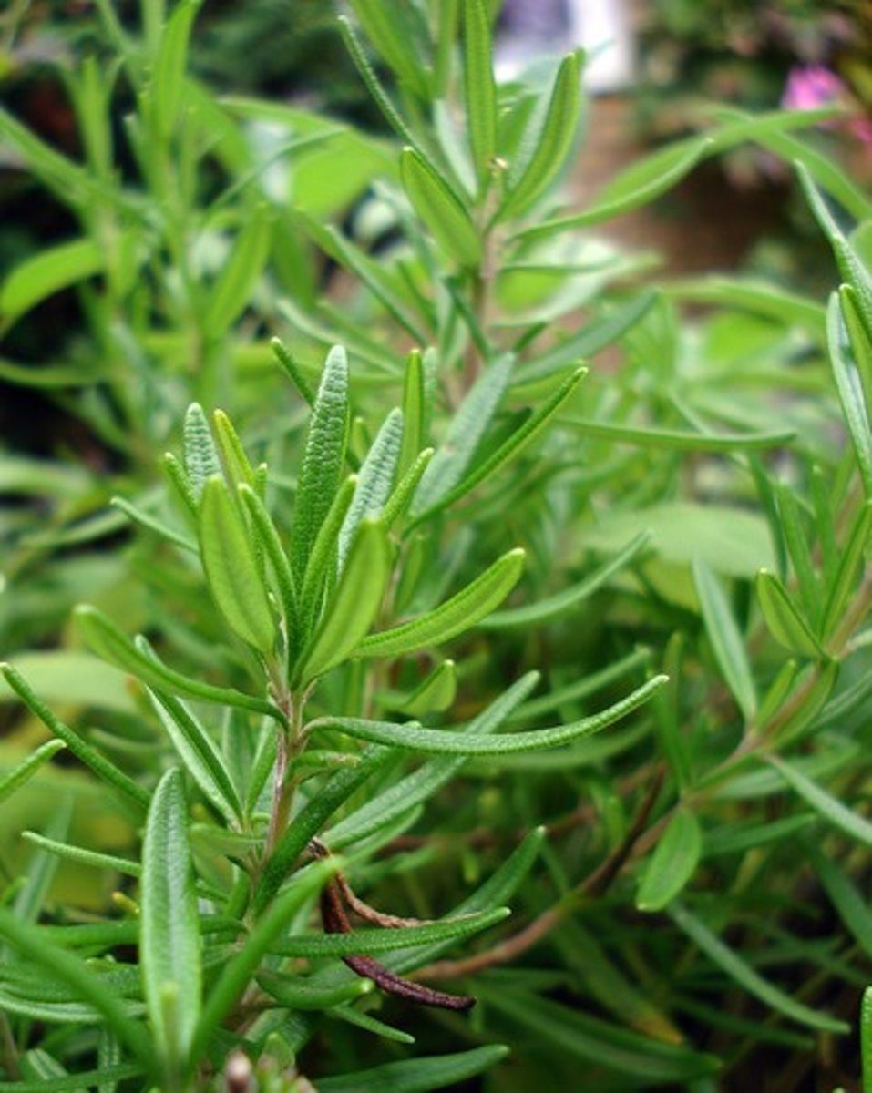 <p>Purification and Protection rituals, Attracts love and lust, positivity, and peace, worn for a good-luck and protection charm. Banishing Rituals, Cleansing, Fidelity, Happiness, Honesty, Memory, health, nightmares.</p>