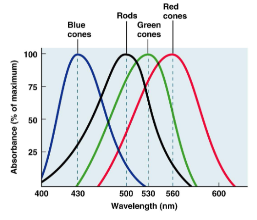 <ul><li><p>detecting different wavelengths of visible light</p></li><li><p>requires photopigments with different light sensitivities</p></li><li><p>most mammals see 2 colors (dichromatic)</p></li><li><p>humans see 3 (trichromatic) or 4 (tetrachromatic) colors</p></li><li><p>birds, fish, reptiles see 4 or 5 (pentachromatic) colors</p></li></ul><p></p>