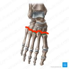 <p><span>tarsal bones connect with the metatarsal bones</span></p>
