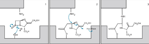 <p>Clavulanic acid + mech</p>