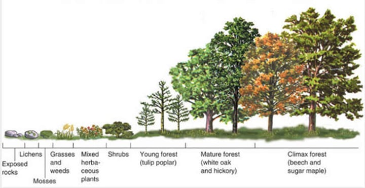 <p>process by which an ecosystem or community experiences changes</p>