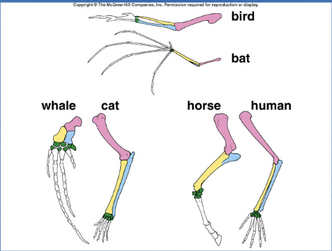 <p>structures derived from a common ancestor, the structures are anatomically similar even if they serve different functions (Ex. in picture you can sea vertebrate forelimbs). Supports common ancestry</p>