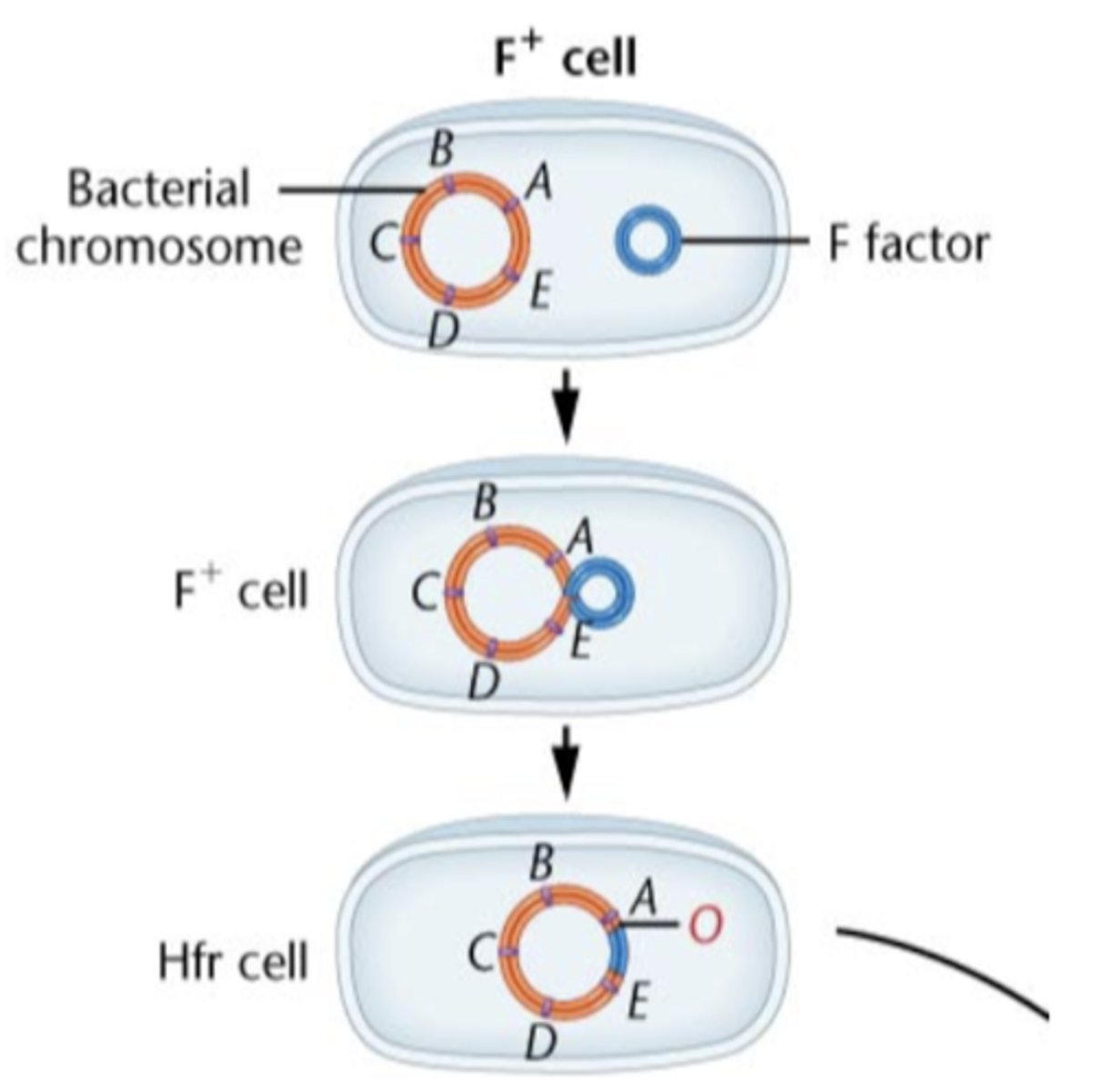 <p>transferred to F- cells</p>