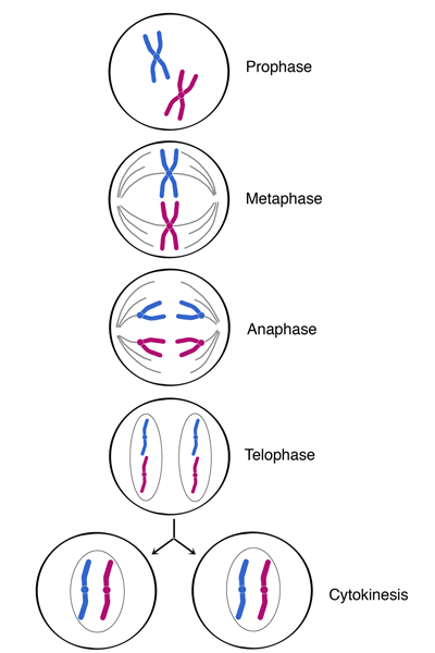 <p>Label mitosis diagram </p>