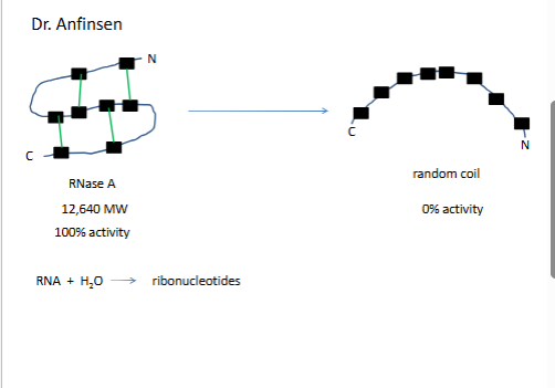 <p>urea know struct, it forms h bonds</p>