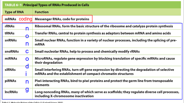 <p>- mRNA (Messenger RNA): Coding. code for proteins. made in nucleus (not nucleolus)</p><p>- rRNA (Ribosomal RNA): Non-coding. form the basic structure of the ribosome and catalyse protein synthesis. Made in nucleolus</p><p>- tRNA (Transfer RNA): Non-coding. central to protein synthesis as adaptors between mRNA and amino acids. Made in nucleolus</p><p>- lncRNA (long noncoding RNAs): Non-coding. many serve as scaffolds; they regulate diverse cell processes including X-chromosome inactivation. Made in nucleolus</p>